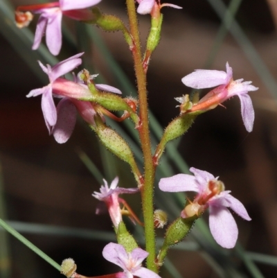 Stylidium sp. (Trigger Plant) at ANBG - 6 Jun 2021 by TimL