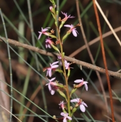 Stylidium sp. at Acton, ACT - 6 Jun 2021