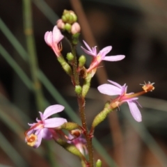 Stylidium sp. at Acton, ACT - 6 Jun 2021