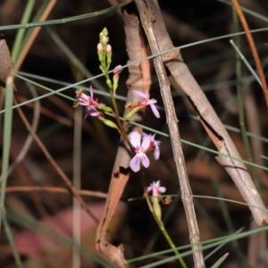 Stylidium sp. at Acton, ACT - 6 Jun 2021