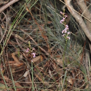 Stylidium sp. at Acton, ACT - 6 Jun 2021