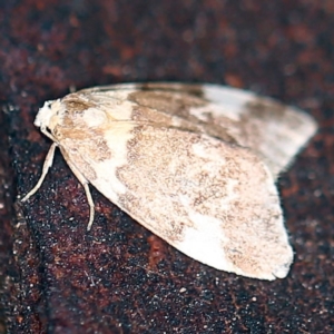 Halone pteridaula at Paddys River, ACT - 12 Mar 2021