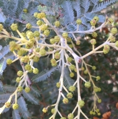 Acacia dealbata subsp. dealbata (Silver Wattle) at Kowen Escarpment - 6 Jun 2021 by JaneR