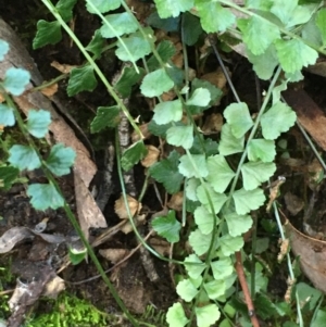 Asplenium flabellifolium at Kowen, ACT - 6 Jun 2021