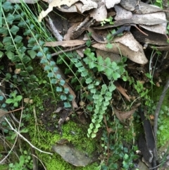 Asplenium flabellifolium at Kowen, ACT - 6 Jun 2021