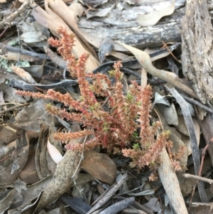 Crassula sieberiana at Kowen, ACT - 6 Jun 2021