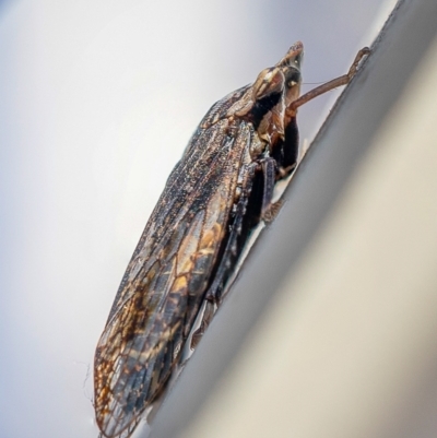 Stenocotis sp. (genus) (A Leafhopper) at Acton, ACT - 6 Jun 2021 by sciencegal