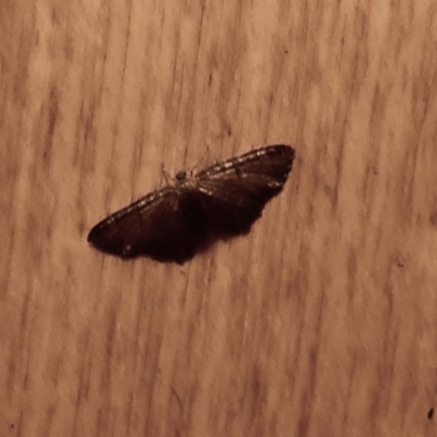 Eccymatoge fulvida at Aranda, ACT - 4 Jun 2021 by KMcCue