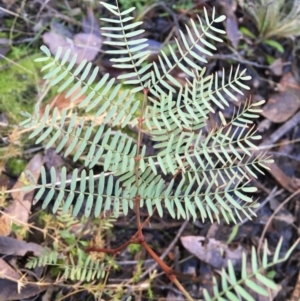 Acacia rubida at Kowen, ACT - 6 Jun 2021