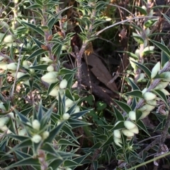 Melichrus urceolatus (Urn Heath) at Kowen, ACT - 6 Jun 2021 by JaneR