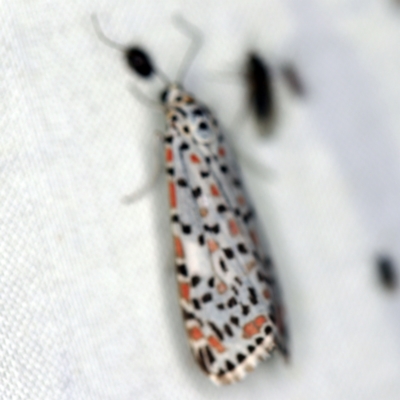 Utetheisa pulchelloides (Heliotrope Moth) at Paddys River, ACT - 12 Mar 2021 by ibaird