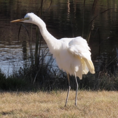 Ardea alba (Great Egret) at Gordon Pond - 6 Jun 2021 by RodDeb