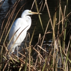 Ardea alba at Gordon, ACT - 6 Jun 2021