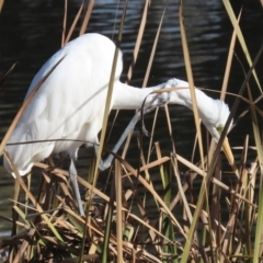 Ardea alba at Gordon, ACT - 6 Jun 2021 01:36 PM