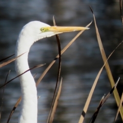 Ardea alba at Gordon, ACT - 6 Jun 2021 01:36 PM