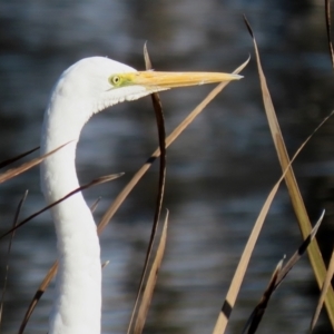 Ardea alba at Gordon, ACT - 6 Jun 2021