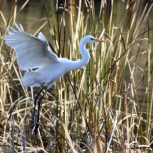 Ardea alba at Gordon, ACT - 6 Jun 2021 01:36 PM