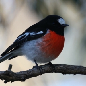 Petroica boodang at Majura, ACT - 5 Jun 2021