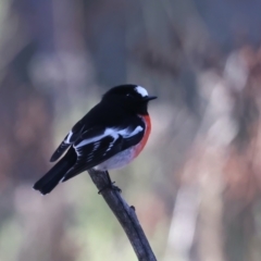 Petroica boodang at Majura, ACT - 5 Jun 2021