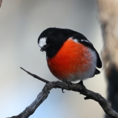 Petroica boodang at Majura, ACT - 5 Jun 2021