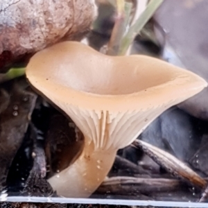 Clitocybe s. l. at Cook, ACT - 6 Jun 2021 03:04 PM