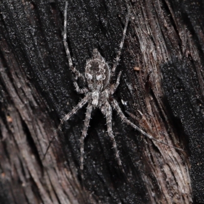 Tamopsis fickerti (Two-tailed spider) at Downer, ACT - 4 Jun 2021 by TimL