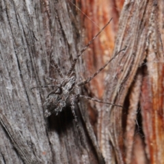 Tamopsis fickerti at Downer, ACT - 4 Jun 2021