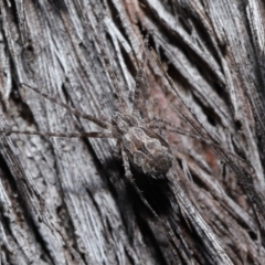 Tamopsis fickerti (Two-tailed spider) at ANBG - 2 Jun 2021 by TimL