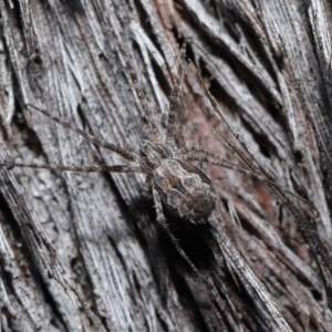 Tamopsis fickerti at Acton, ACT - suppressed