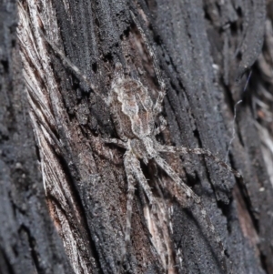 Tamopsis fickerti at Acton, ACT - 2 Jun 2021