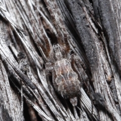 Tamopsis fickerti at Acton, ACT - suppressed