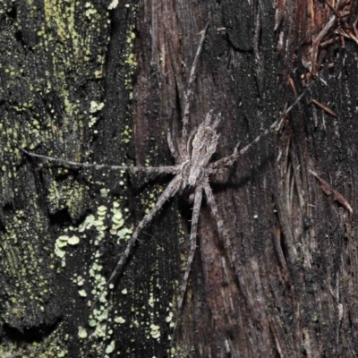 Tamopsis fickerti (Two-tailed spider) at Downer, ACT - 4 Jun 2021 by TimL