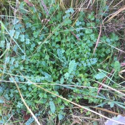 Sanguisorba minor (Salad Burnet, Sheep's Burnet) at Belconnen, ACT - 2 Jun 2021 by JohnGiacon