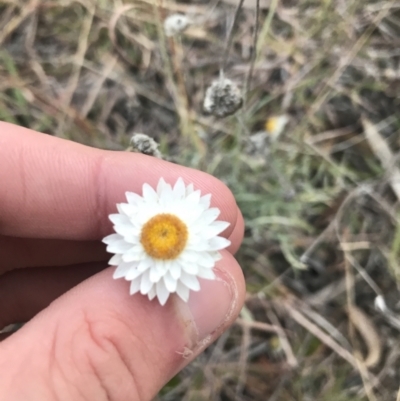 Leucochrysum albicans subsp. tricolor (Hoary Sunray) at O'Malley, ACT - 29 May 2021 by Tapirlord