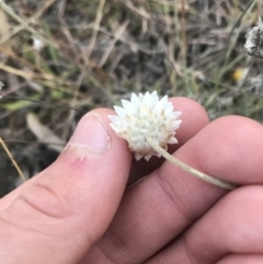 Leucochrysum albicans subsp. tricolor at O'Malley, ACT - 29 May 2021