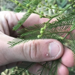 Acacia decurrens at O'Malley, ACT - 29 May 2021 04:45 PM