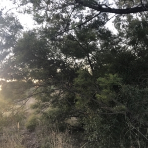 Acacia decurrens at O'Malley, ACT - 29 May 2021 04:45 PM