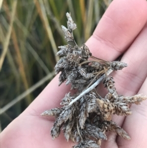 Schoenoplectus validus at O'Malley, ACT - 29 May 2021