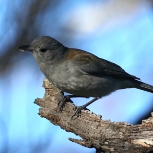 Colluricincla harmonica at Majura, ACT - 5 Jun 2021 04:08 PM