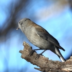 Colluricincla harmonica at Majura, ACT - 5 Jun 2021 04:08 PM