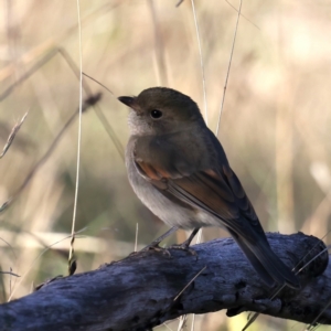 Pachycephala pectoralis at Majura, ACT - 5 Jun 2021