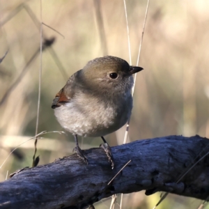 Pachycephala pectoralis at Majura, ACT - 5 Jun 2021