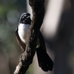 Rhipidura leucophrys (Willie Wagtail) at Majura, ACT - 5 Jun 2021 by jb2602