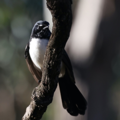 Rhipidura leucophrys (Willie Wagtail) at Majura, ACT - 5 Jun 2021 by jbromilow50