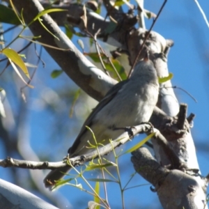 Pachycephala pectoralis at Boro, NSW - 6 Jun 2021