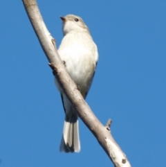 Pachycephala pectoralis at Boro, NSW - 6 Jun 2021