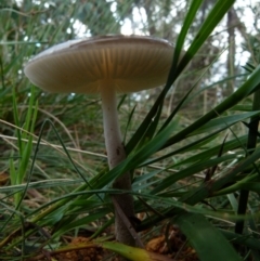 Oudemansiella gigaspora group at Boro, NSW - suppressed