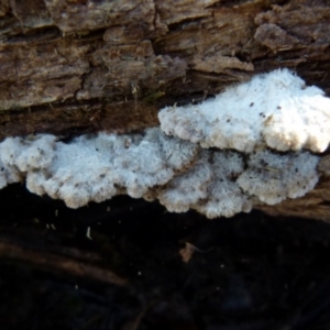 Schizophyllum commune at Boro, NSW - 6 Jun 2021