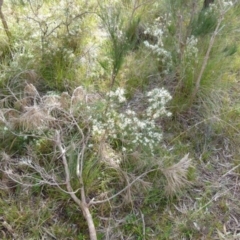 Hakea decurrens (Bushy Needlewood) at Boro, NSW - 4 Jun 2021 by Paul4K