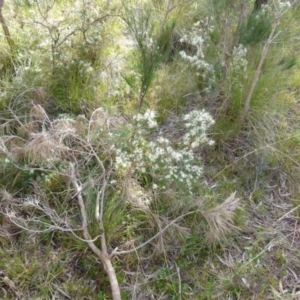 Hakea decurrens at Boro, NSW - suppressed